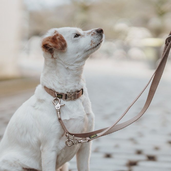 Hunter ALU-Strong Inari L ошейник для собак, 45-65 см, нейлон, с металлической застежкой, бежевый