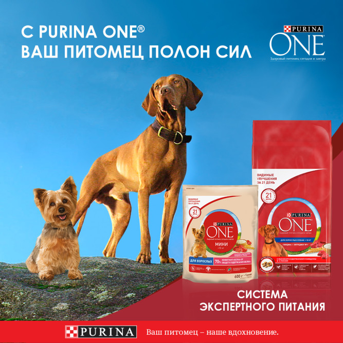Purina ONE Мини влажный корм для собак мелких пород при активном образе жизни с уткой, пастой и зеленой фасолью в подливе, в паучах - 85 г х 26 шт