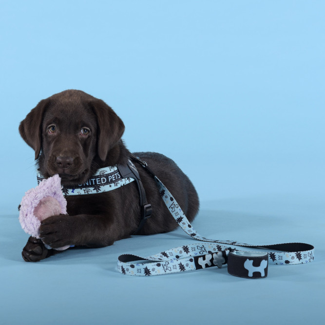 United Pets Complete me Writing шлейка для собак, 1,5 x 34-42 см, голубая с рисунком