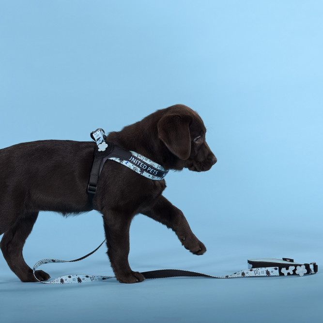 United Pets Complete me Writing шлейка для собак, 1,5 x 34-42 см, голубая с рисунком