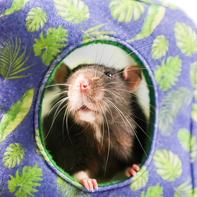 Bambini Pets домик-гамак подвесной из фетра Куб, для грызунов и хорьков, 16х16х16 см