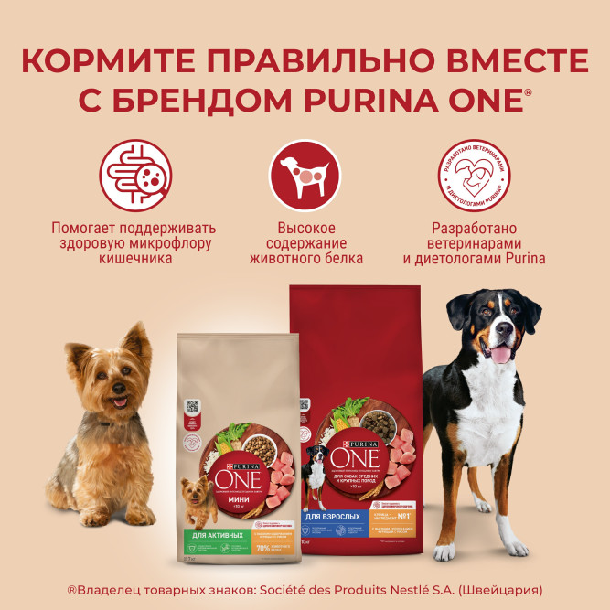 Purina One Мини сухой корм для активных взрослых собак мелких пород, с высоким содержанием курицы и рисом - 7 кг
