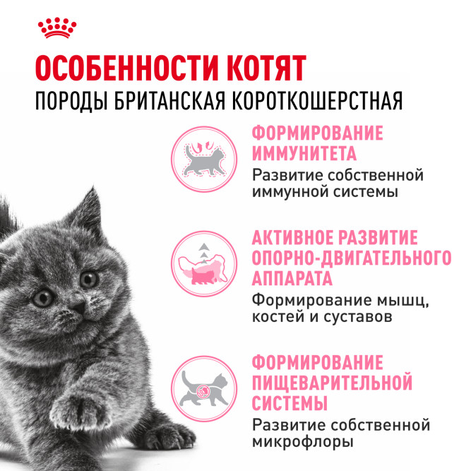 Royal Canin Kitten British Shorthair сухой корм для котят породы Британская гладкошерстная 2 кг