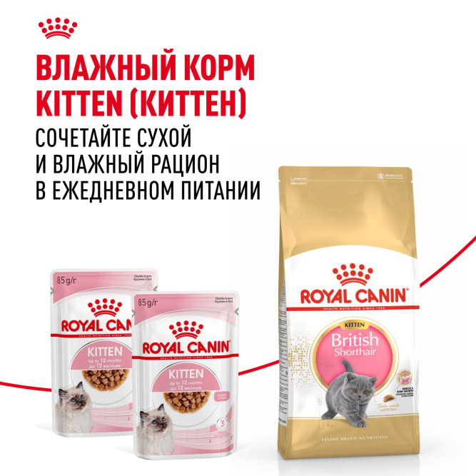 Royal Canin Kitten British Shorthair сухой корм для котят породы Британская гладкошерстная 2 кг