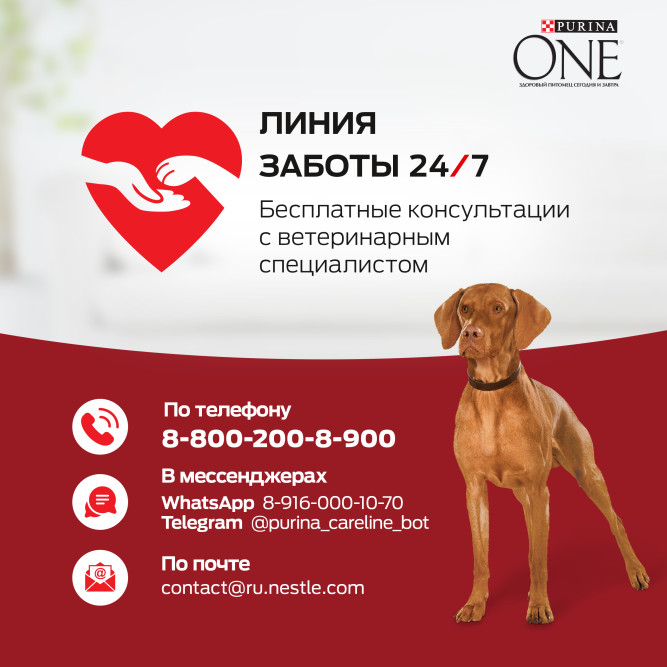 Purina ONE сухой корм для взрослых собак средних и крупных пород с высоким содержанием говядины и с рисом - 1,8 кг