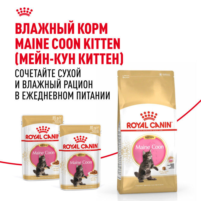 Royal Canin Maine Coon Kitten для котят породы мейн-кун в возрасте от 4 до 15 месяцев - 2 кг