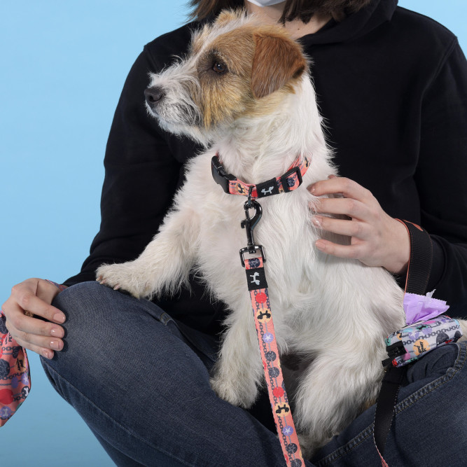 United Pets Complete me Forever ошейник для собак, S 26-40/1,6 см, оранжевый с рисунком