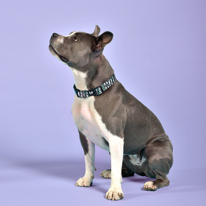 United Pets Complete me ошейник для собак, S 26-40/1,6 см, розовый камуфляж