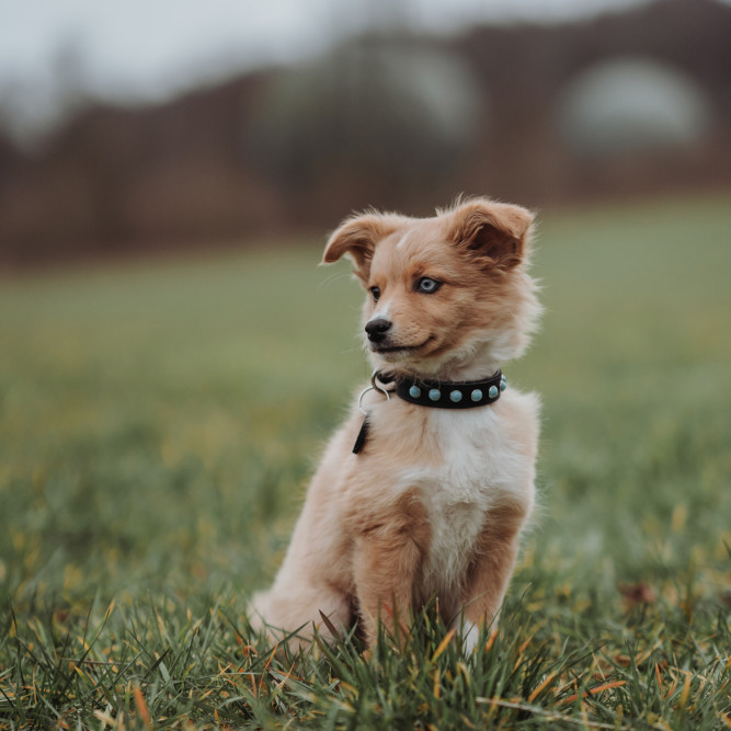 Hunter Modica XS ошейник для собак 19-25 см, натуральная кожа, черный, фурнитура с имитацией бирюзы