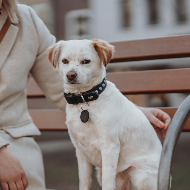 Hunter Modica XS ошейник для собак 19-25 см, натуральная кожа, черный, фурнитура с имитацией бирюзы