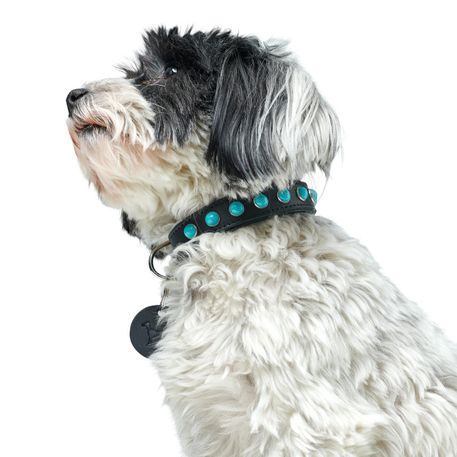 Hunter Modica S ошейник для собак, 31-37 см, натуральная кожа, черный, фурнитура с имитацией бирюзы