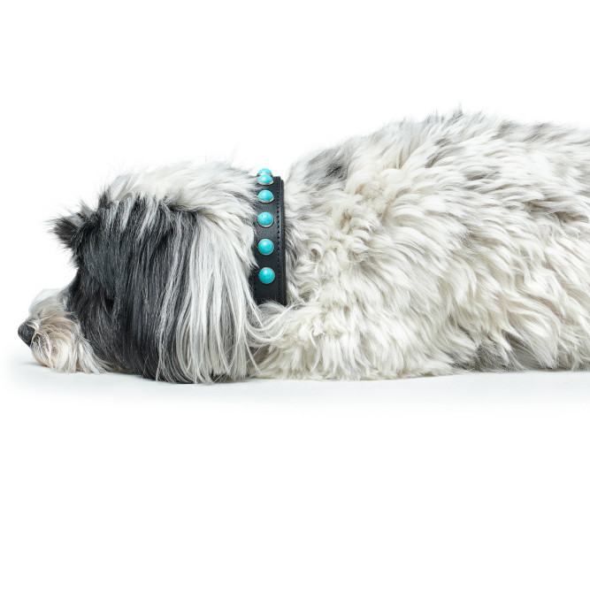 Hunter Modica S ошейник для собак, 31-37 см, натуральная кожа, черный, фурнитура с имитацией бирюзы