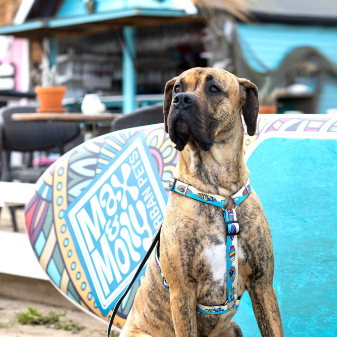 Max&amp;Molly Н-образная шлейка, M, Алоха