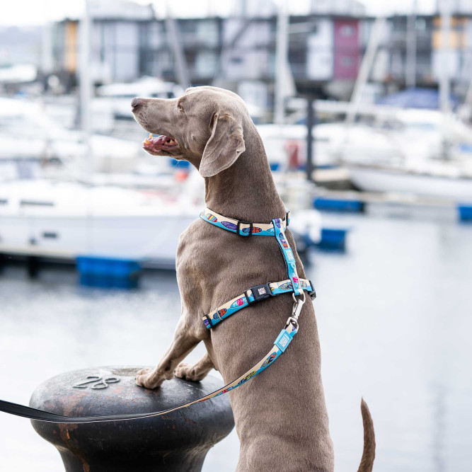 Max&amp;Molly Н-образная шлейка, M, Алоха