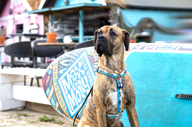 Max&amp;Molly Н-образная шлейка, M, Алоха