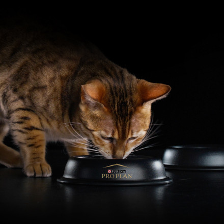 Purina Pro Plan Delicate Senior сухой корм для кошек старше 7 лет с чувствительным пищеварением с индейкой - 1,5 кг