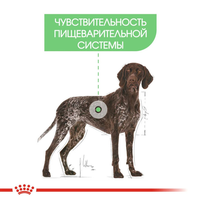 Royal Canin Maxi Digestive Care сухой корм для взрослых собак крупных размеров с чувствительной пищеварительной системой - 3 кг