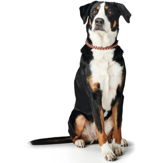 Hunter Tinnum 50 oшейник для собак, M-L (50 см), красный с бежевым