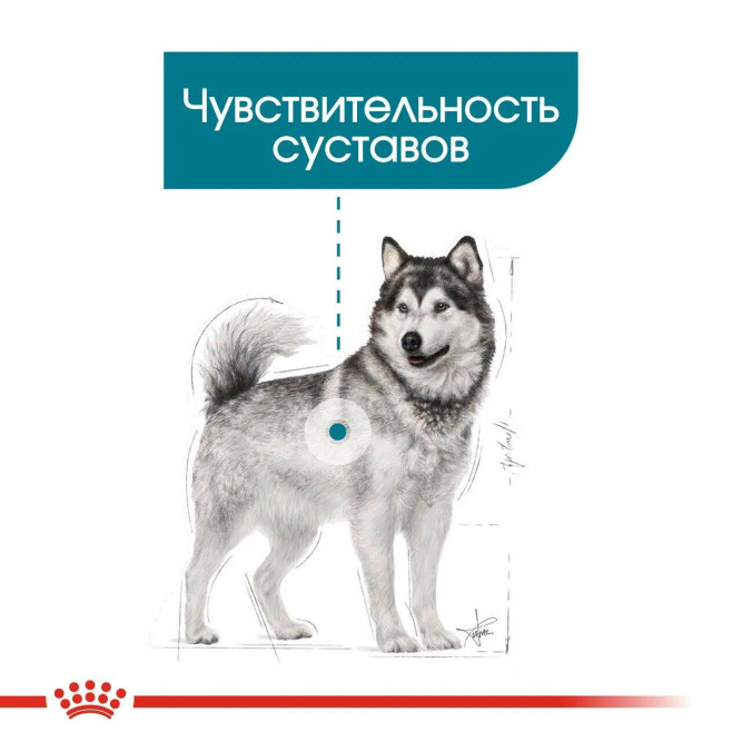 Royal Canin Maxi Joint Care сухой корм для собак крупных пород с заболеваниями суставов - 10 кг