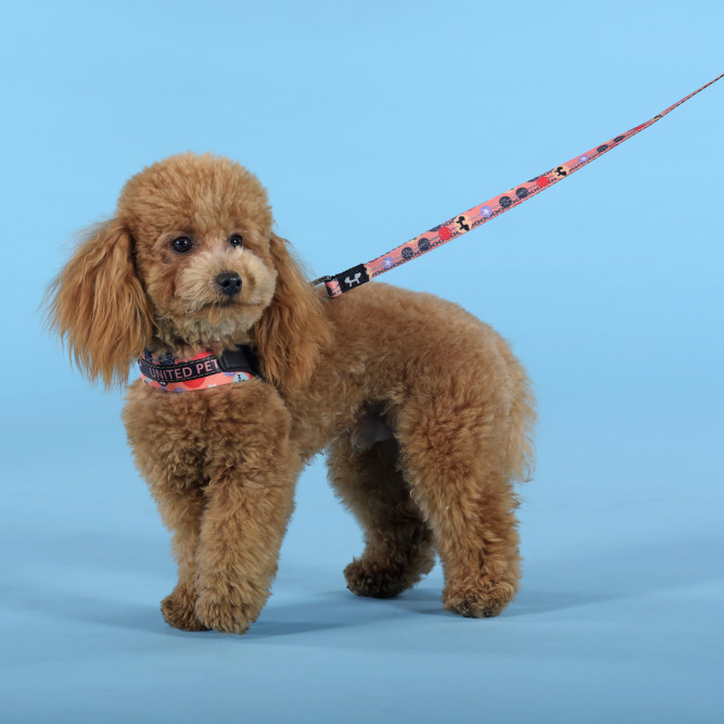 United Pets Complete me Forever шлейка для собак, 2,5 x 40-54 см, оранжевая с рисунком