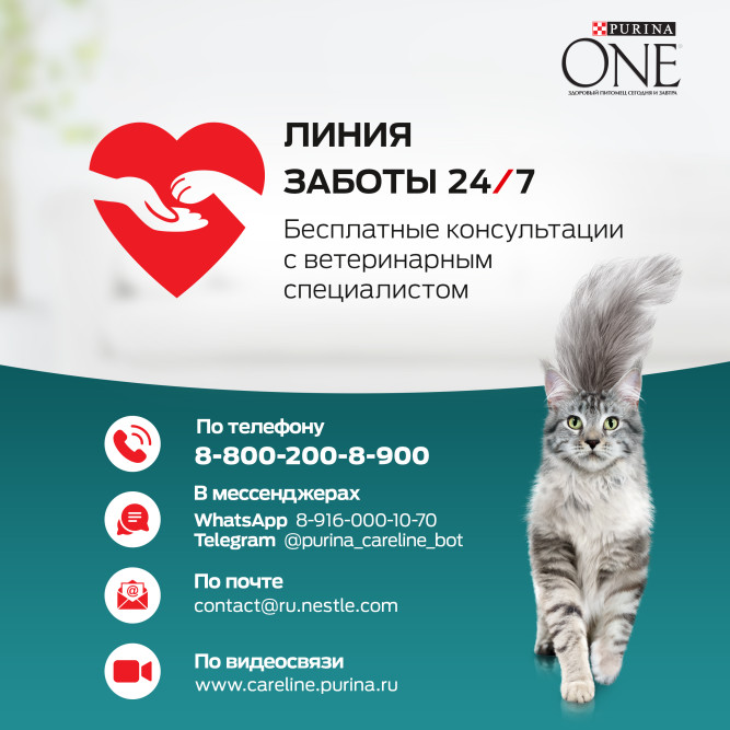 Purina One сухой корм для стерилизованных кошек и кастрированных котов с лососем и пшеницей - 1,5 кг