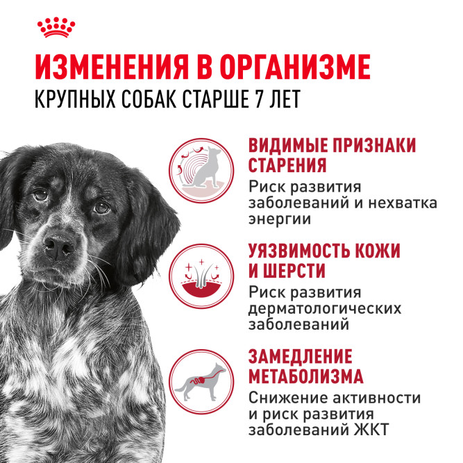 Royal Canin Medium Adult 7+ сухой корм для пожилых собак средних пород -15кг